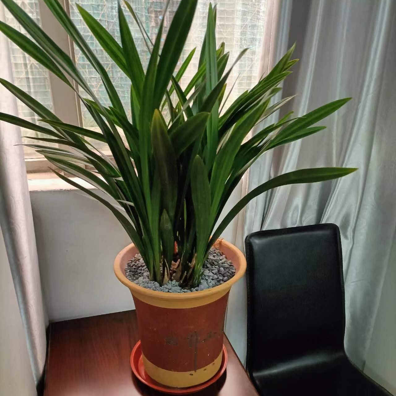 供電局室內(nèi)綠植批發(fā)